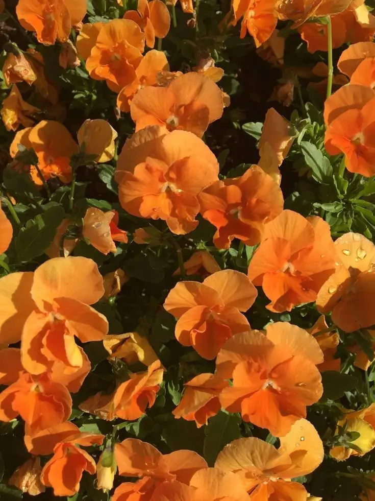 OverlySlab9495의 박덕개