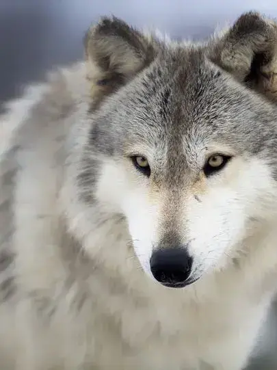 ohminsung130204의 늑대의 여왕 알렉스 길들이기