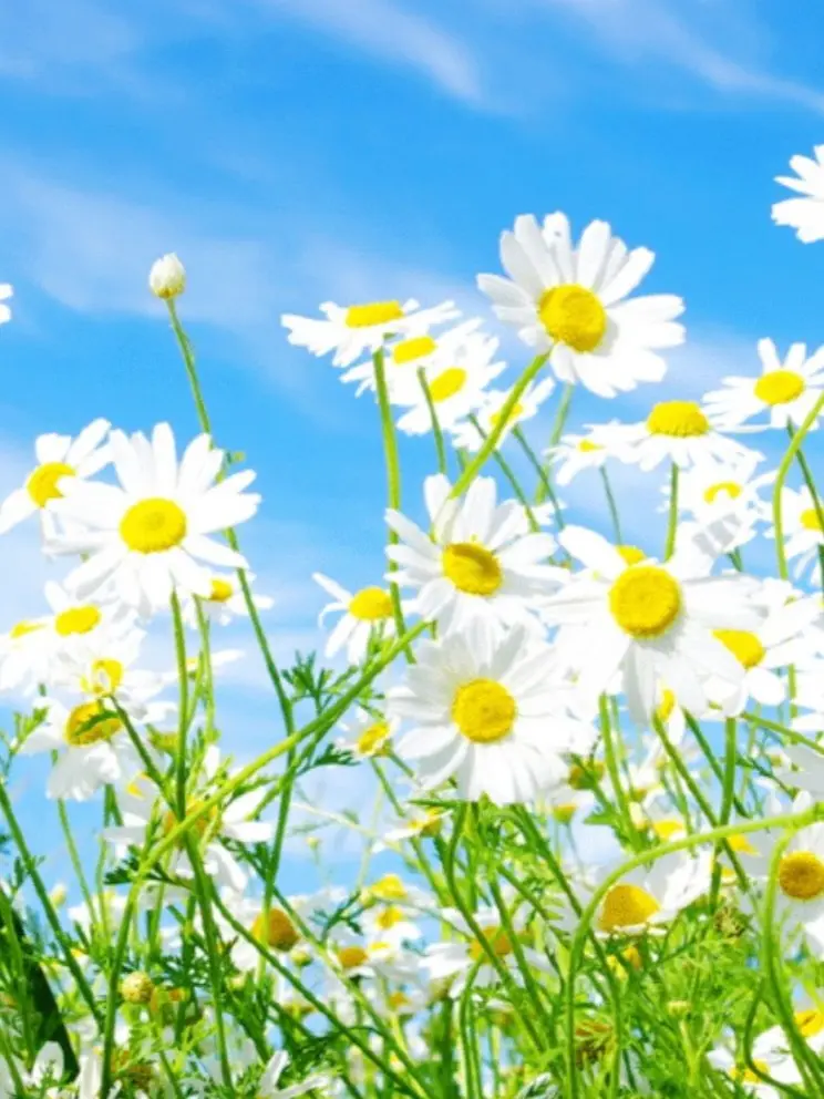 PoeticGirl7383의 그거알아? 제일 밝은사람이 제일힘든거