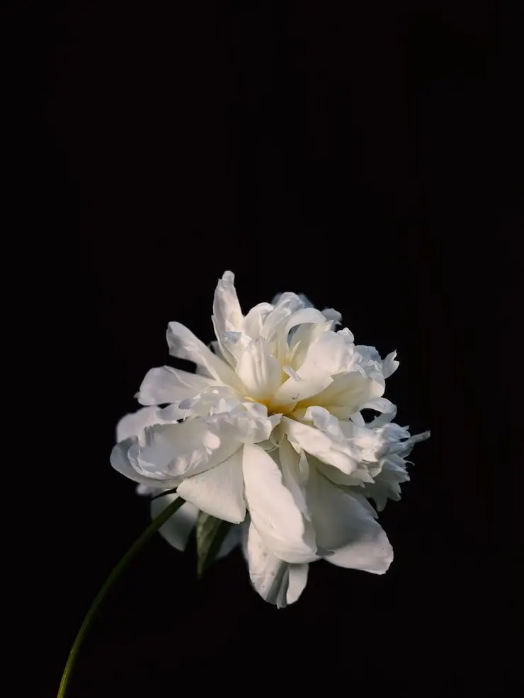 Switerlandball의 소멸