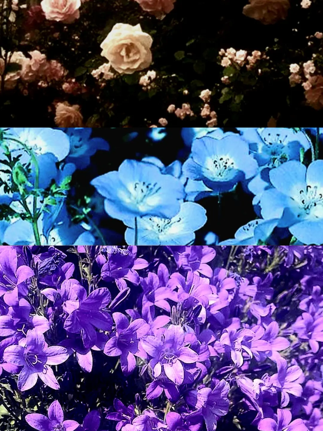 Bin123qwe56tfg의 推奨曲：屠殺者の虚栄心