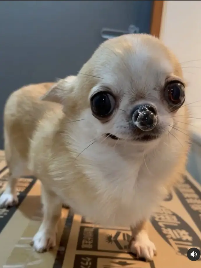 CurvedState8353의 배고픈 주인장