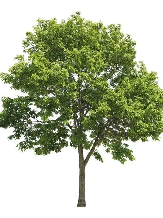 Loveiswar의 A Tree