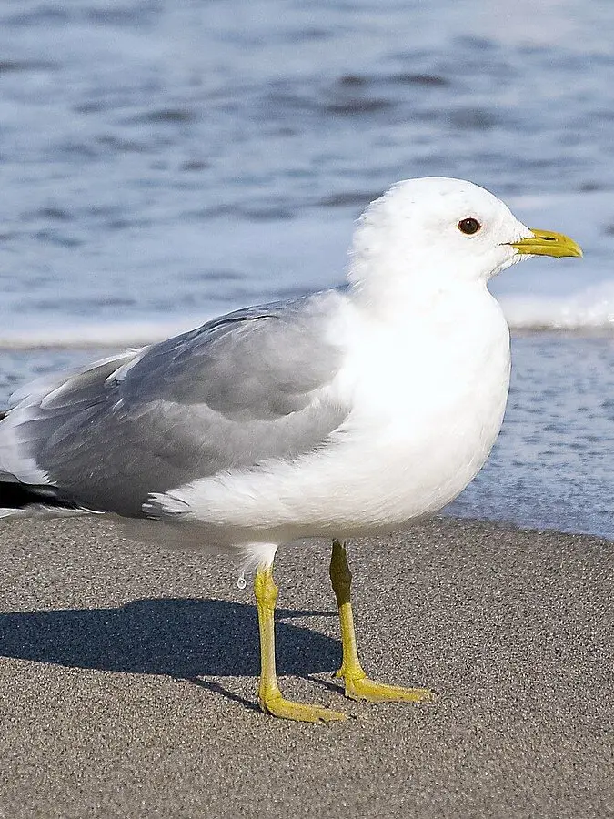 FunkyCodec3262의 야구 단장 RPG