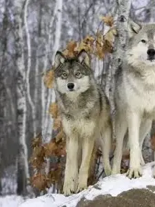 Tessareed14의 Your wolf pack