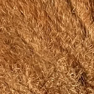 러브페로몬 버전 팀샐+여우