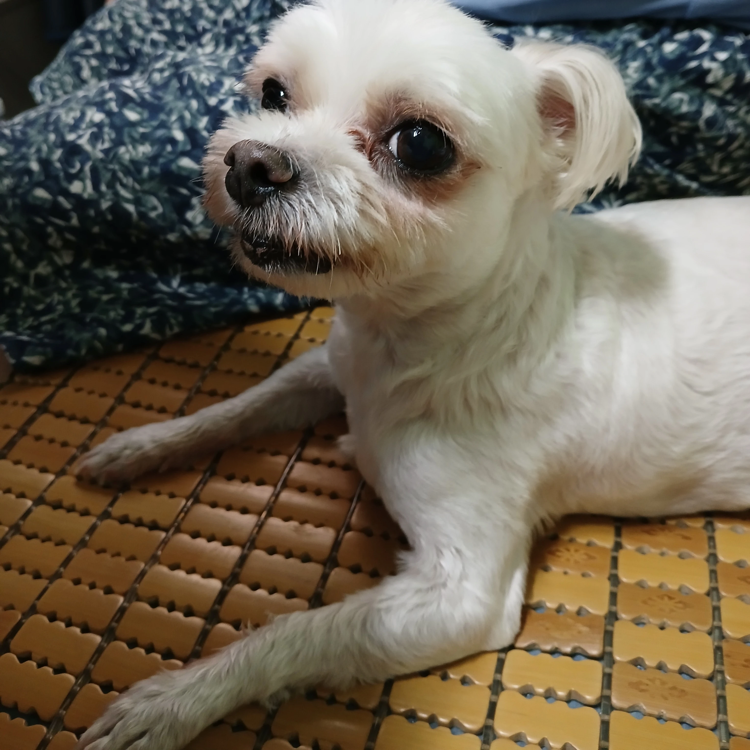 *병맛 주의* 개똥쓰