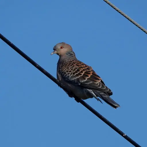 slyroad2135의 멧비둘기