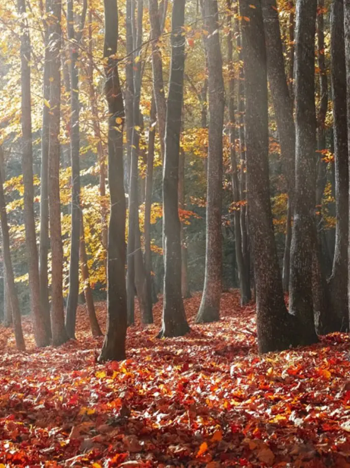 MusclyStaff6071의 一年中秋の森