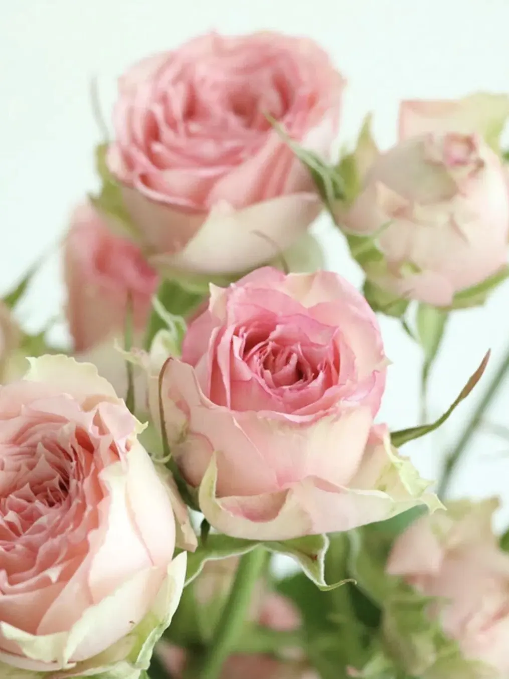 AfraidPasta4124의 팀나빠+여우 ^^