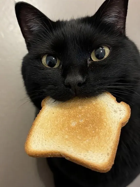 Nekosuke.neco의 飼い主🐝🤣と猫