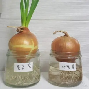 FatWeek9738의 나쁜말 양파