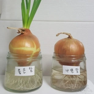 나쁜말 양파