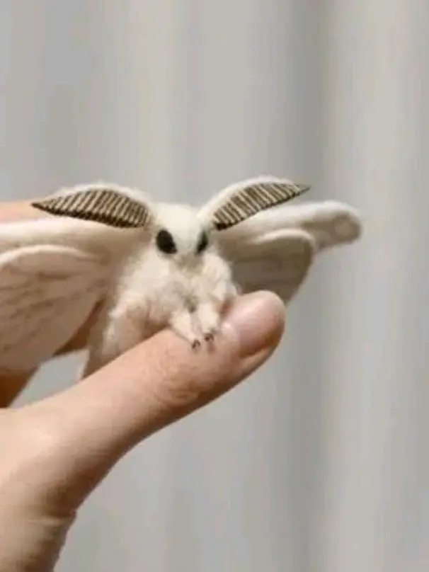 ScenicDrone5148의 여우가 당신의대해 거짓말쳤는데..?