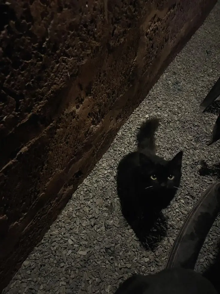 TartanJade0633의 ゴンチャンズ