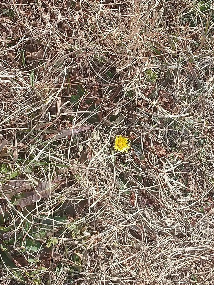 CuteFly6098의 審神者に話してみたらっ―！