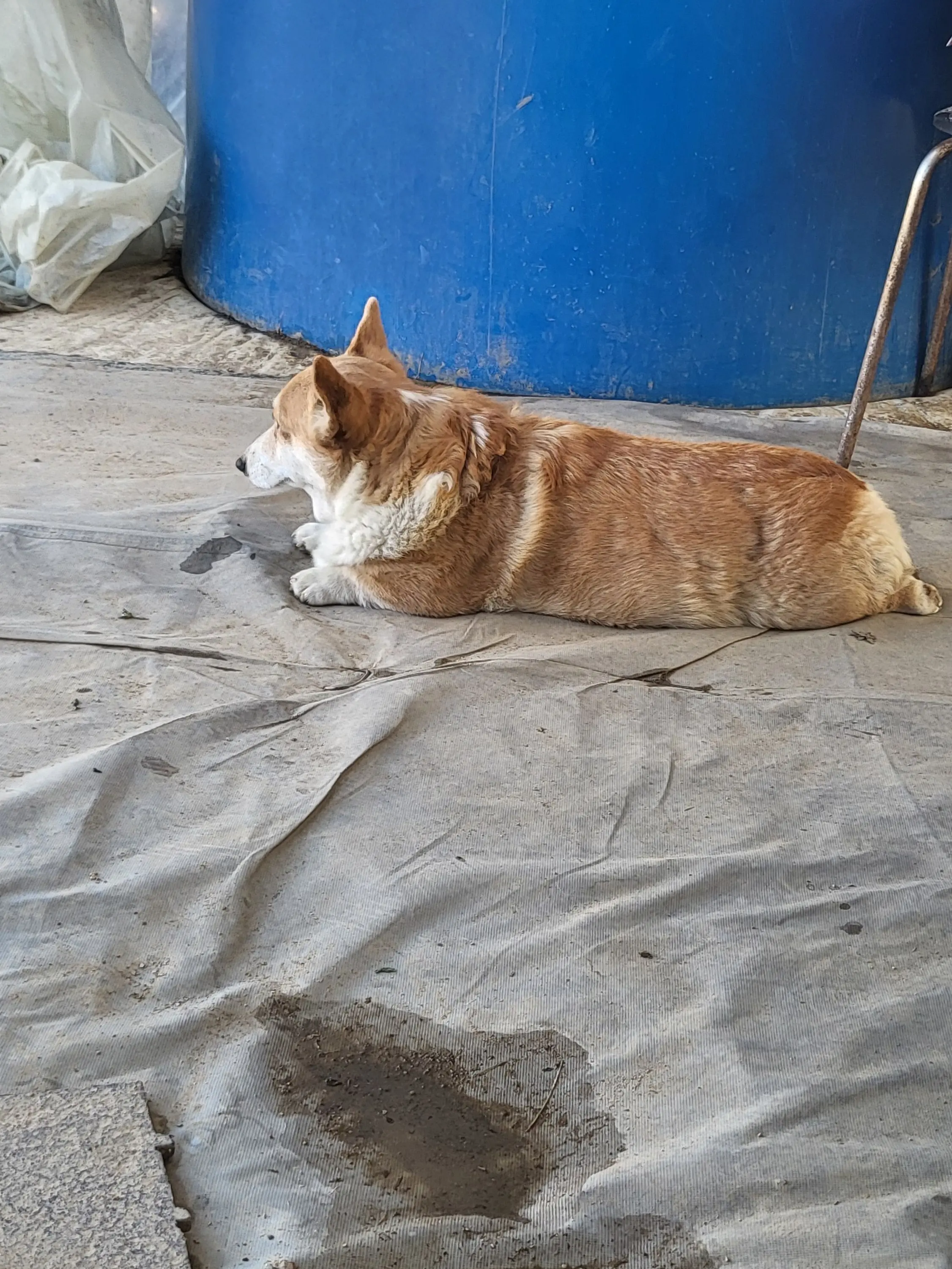 CreamySleep9358의 나 육아 난이도 최상급 베이비