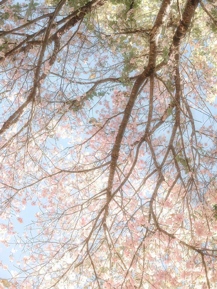 晩春 대표 이미지