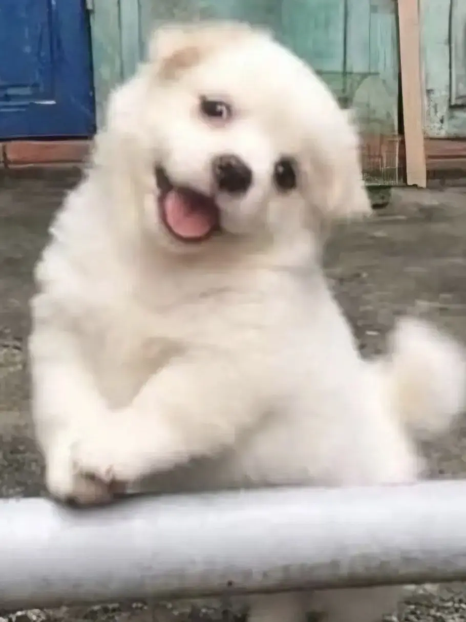 whiteox28의 금쪽같은 내새끼+팀나빠