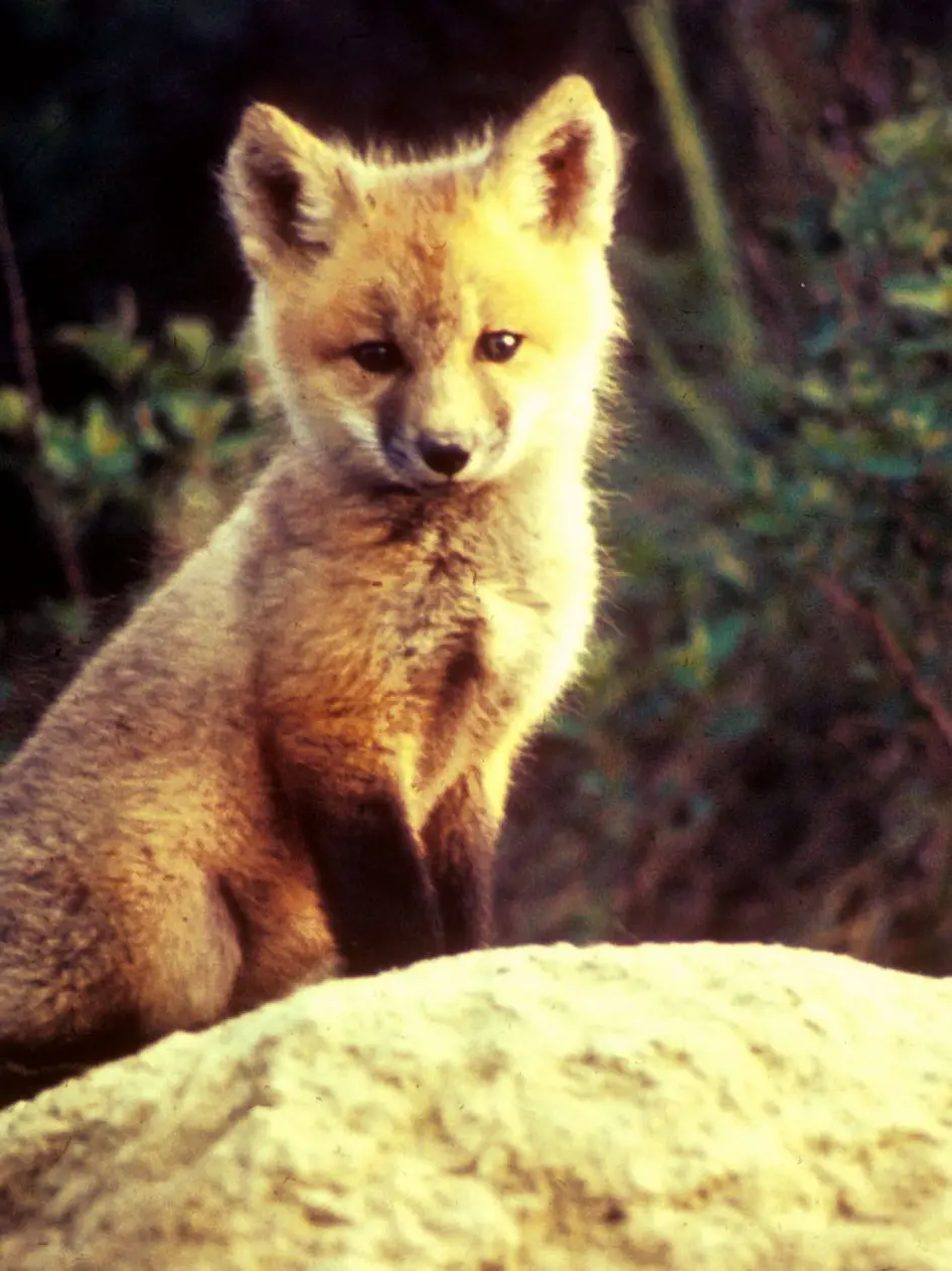 sss15724의 댄월에서 여우가 있다!