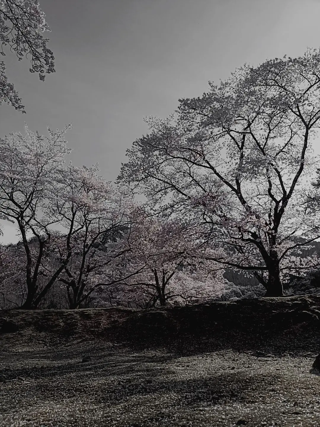 InlandStew4979의 ヤクザの屋敷へようこそ