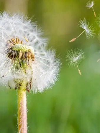 CalmLemur4958의 민들레 홀씨