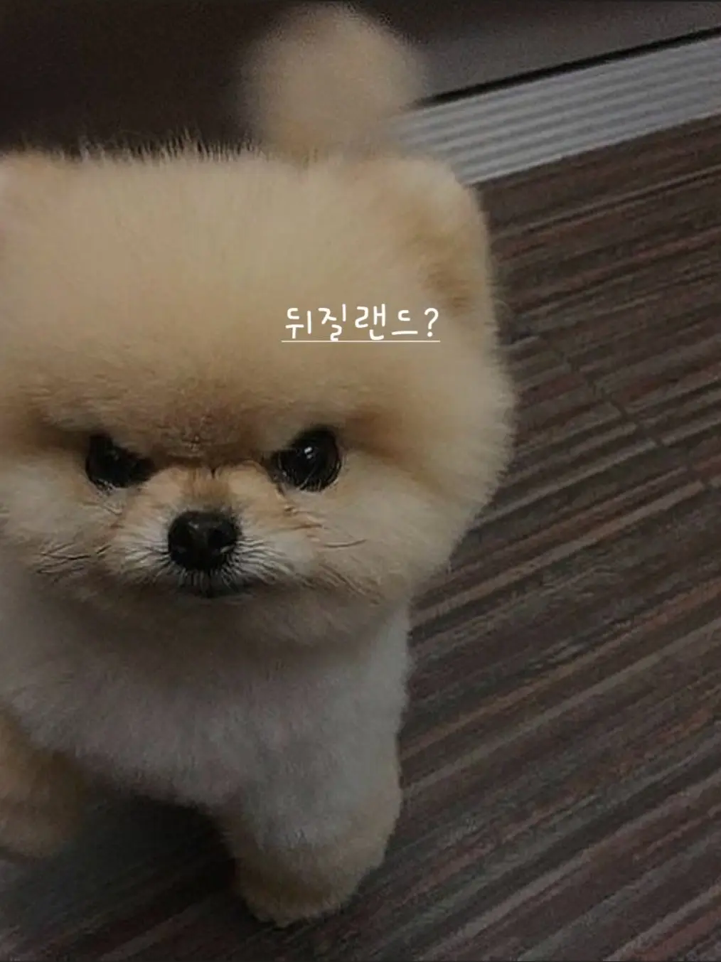 ENTP1000의 최유민