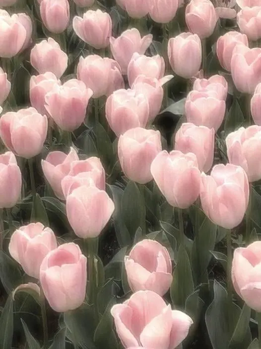 Kanae_074의 赤城ウェン