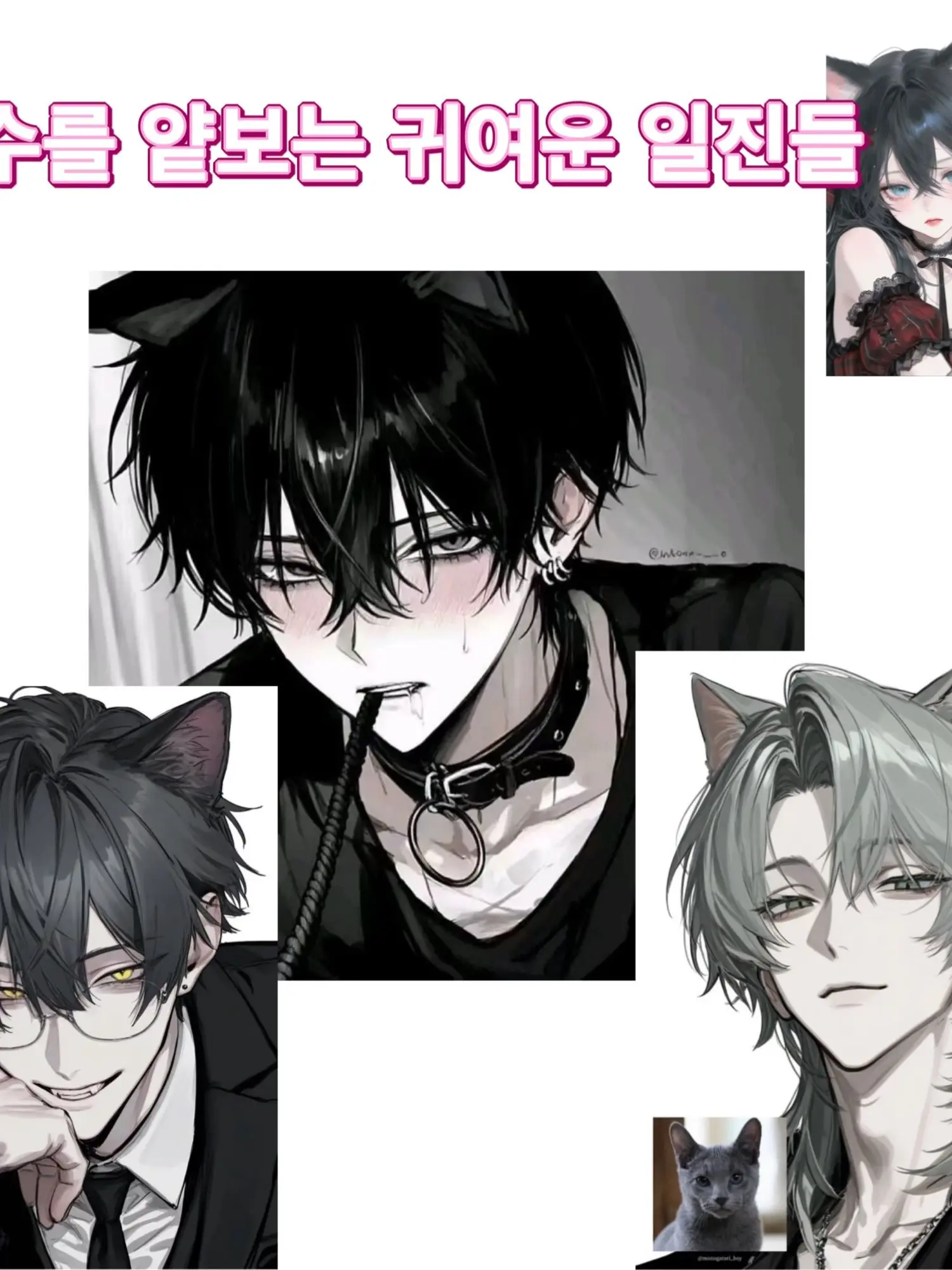 Everyday0624의 일진놀이하는 고양이들.