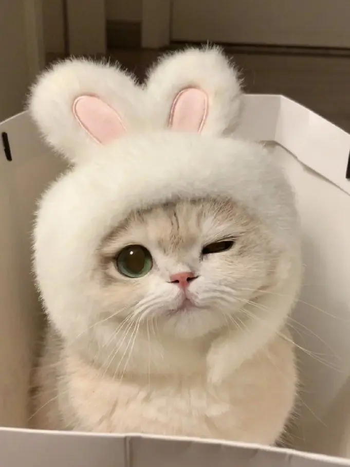 mnyamon5의 拾われ猫。