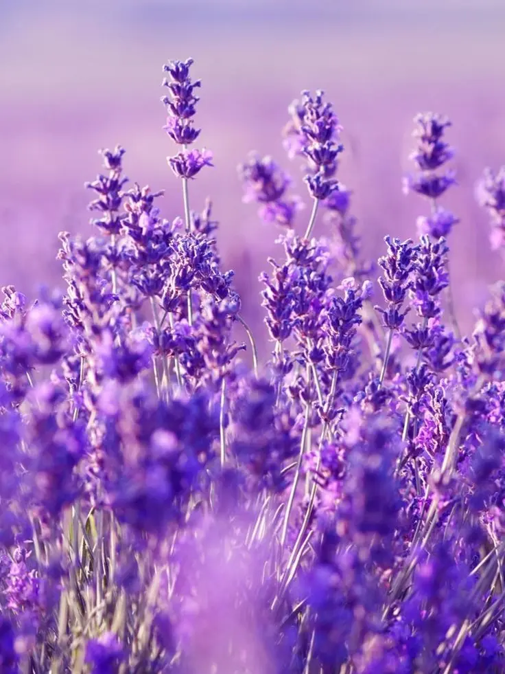 uni.t_sol_1007._.의 내기_ver.Zeo