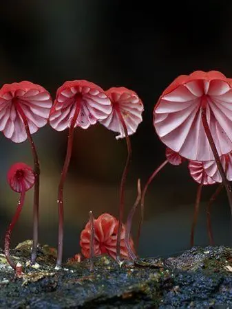 I.have.a.paranoid의 포자 폭풍 속에서 살아남기