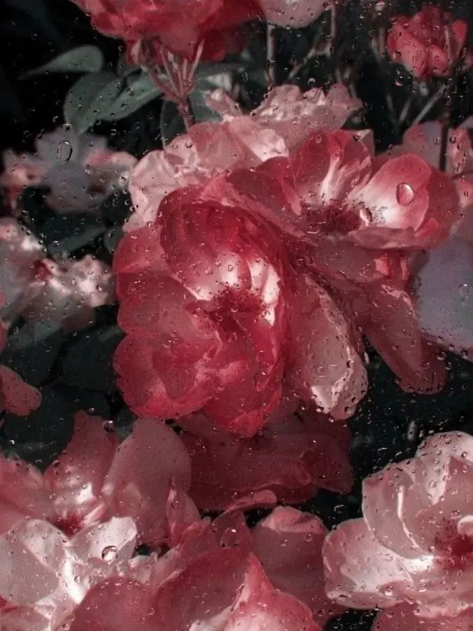 su1tek1_mnsb의 ✧* "校則違反"の恋