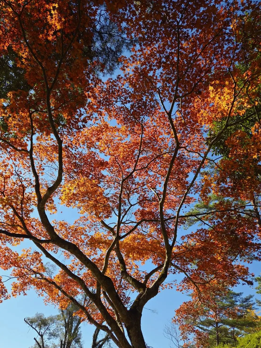 Chocomint.의 推し！