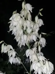 SureSleep1959의 데른