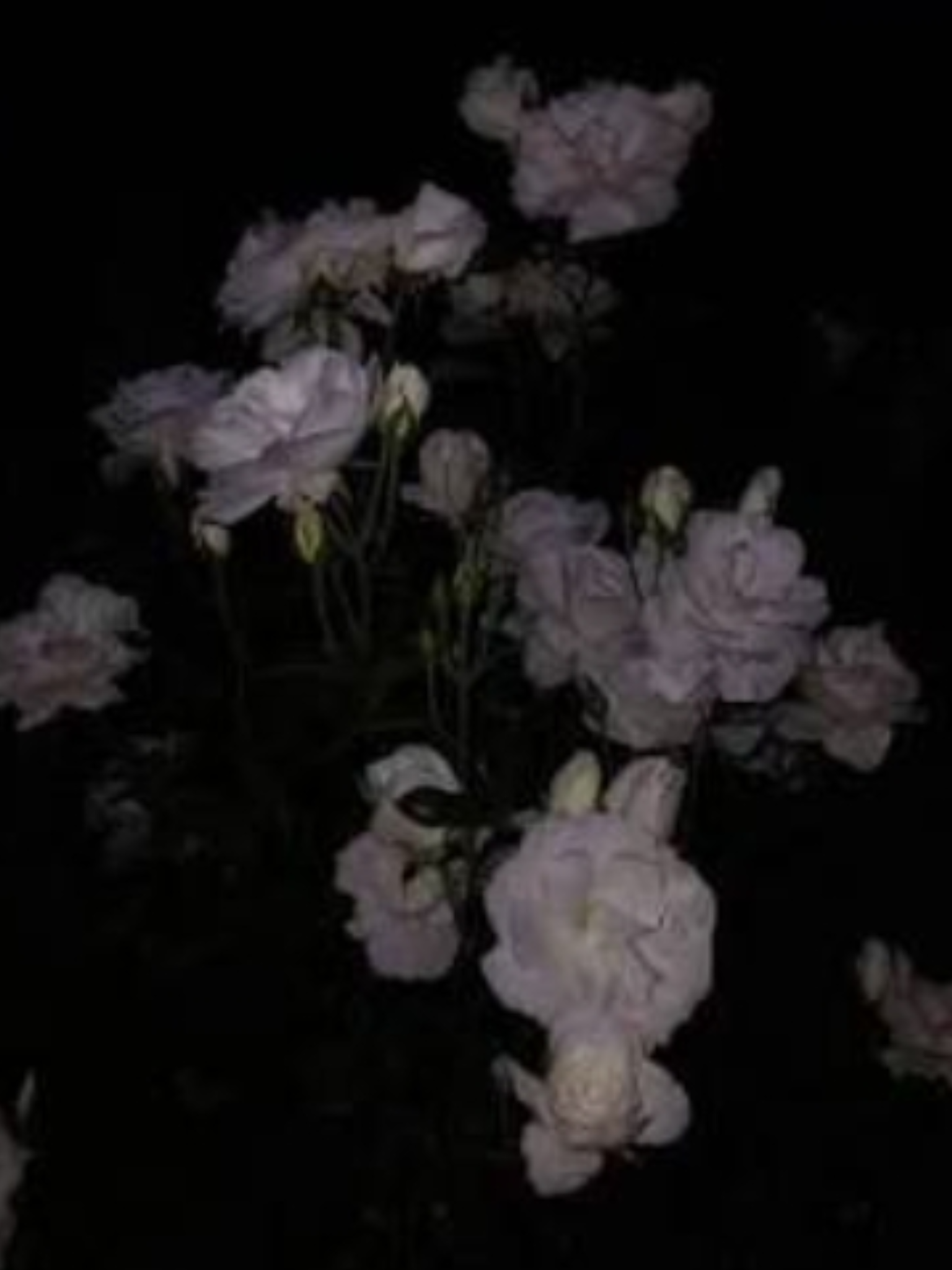 「두개의 별은 아직도 싸우는 중-!」 대표 이미지
