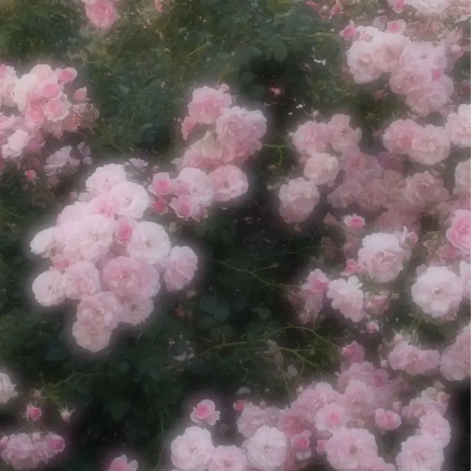 Ellie_Bostian의 패러다이스