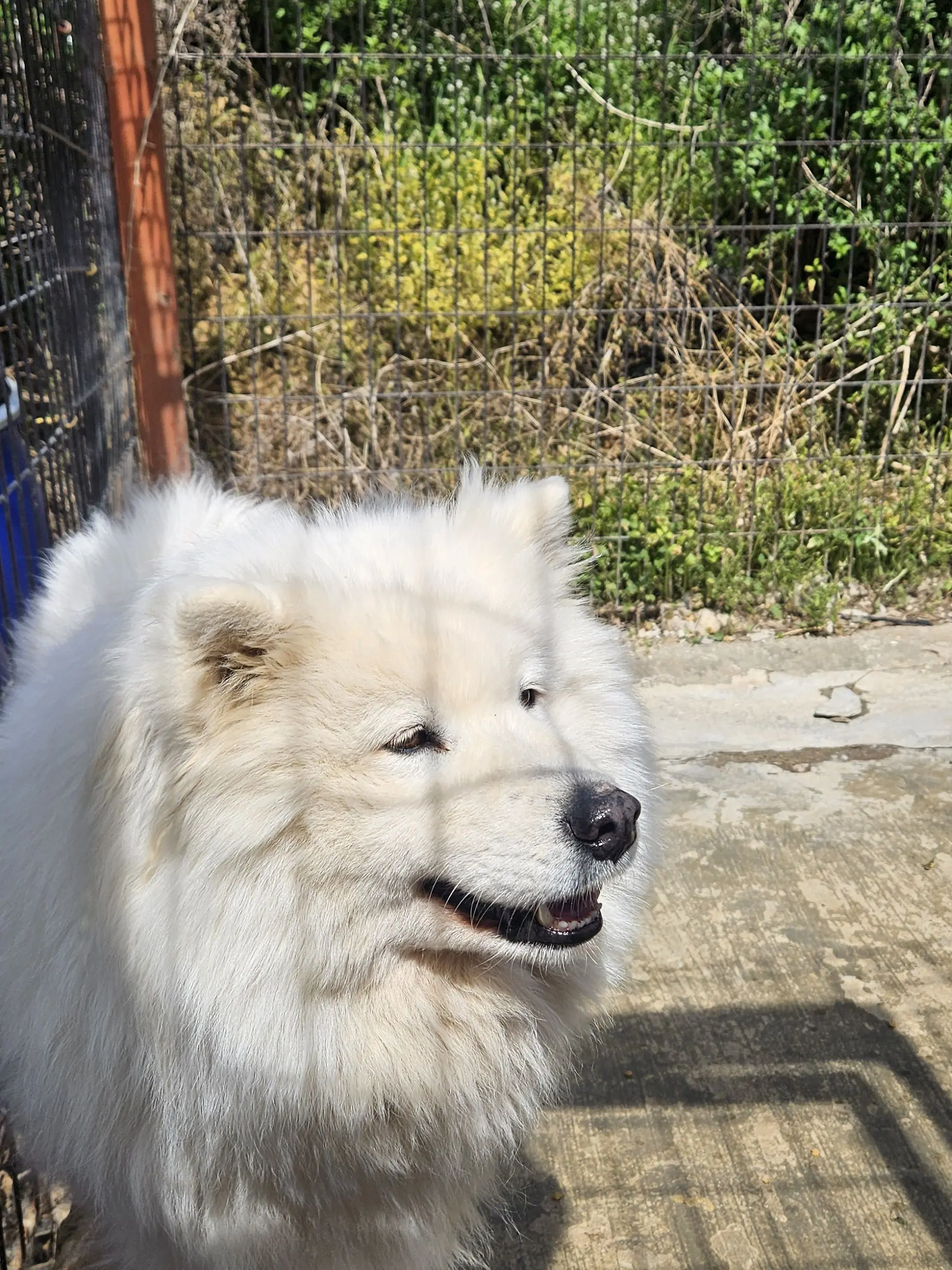 SleepyDog8263의 願いが叶った..?