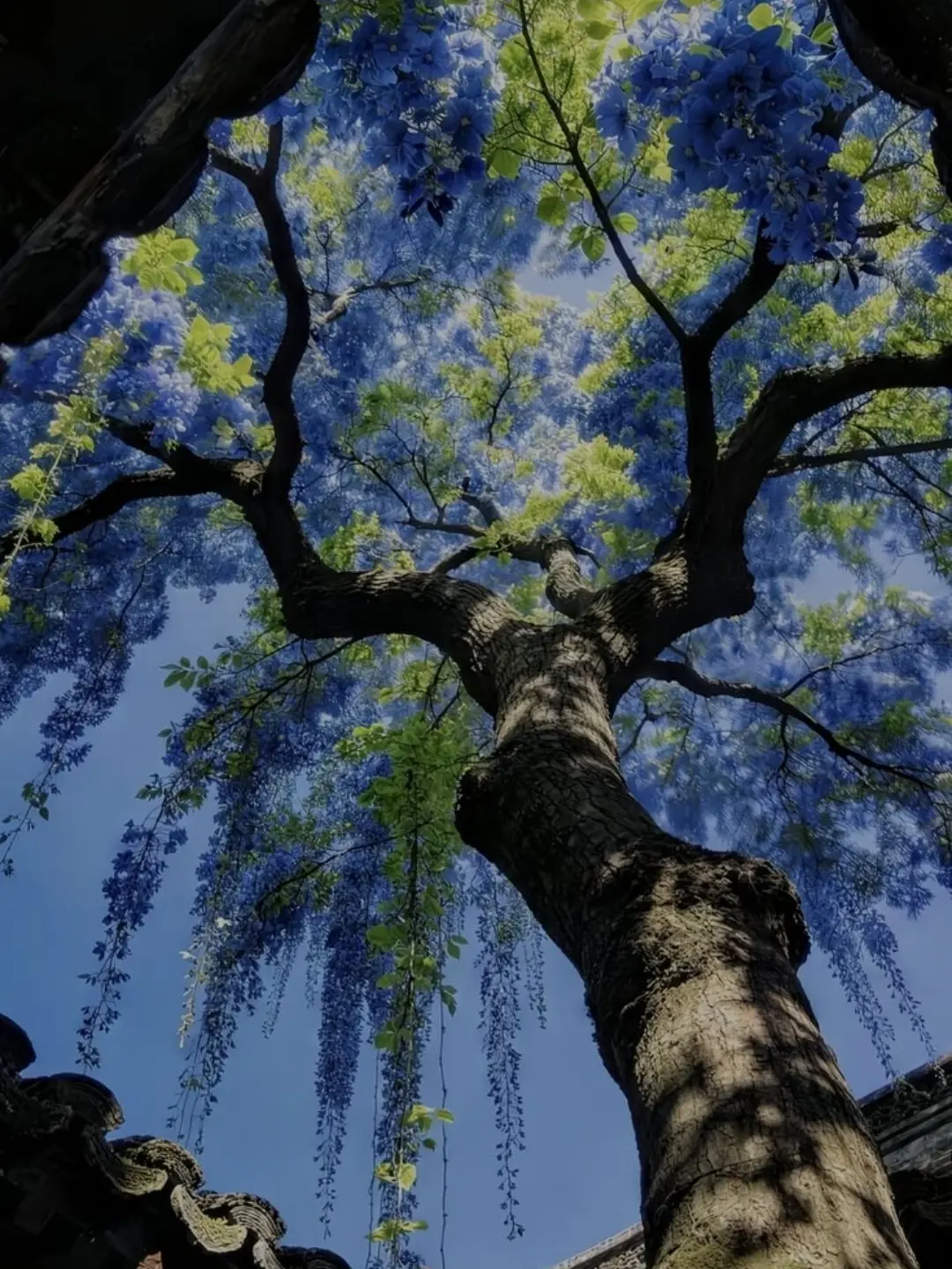 respear의 Passiflora