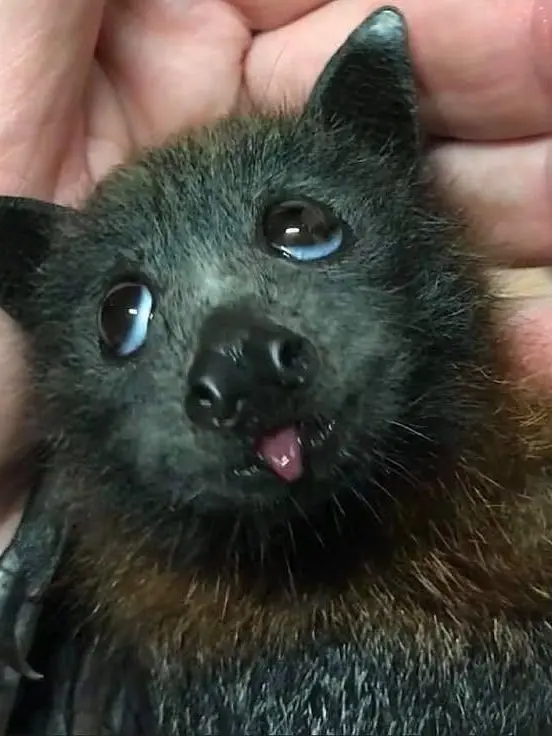 B_e의 드래곤시티