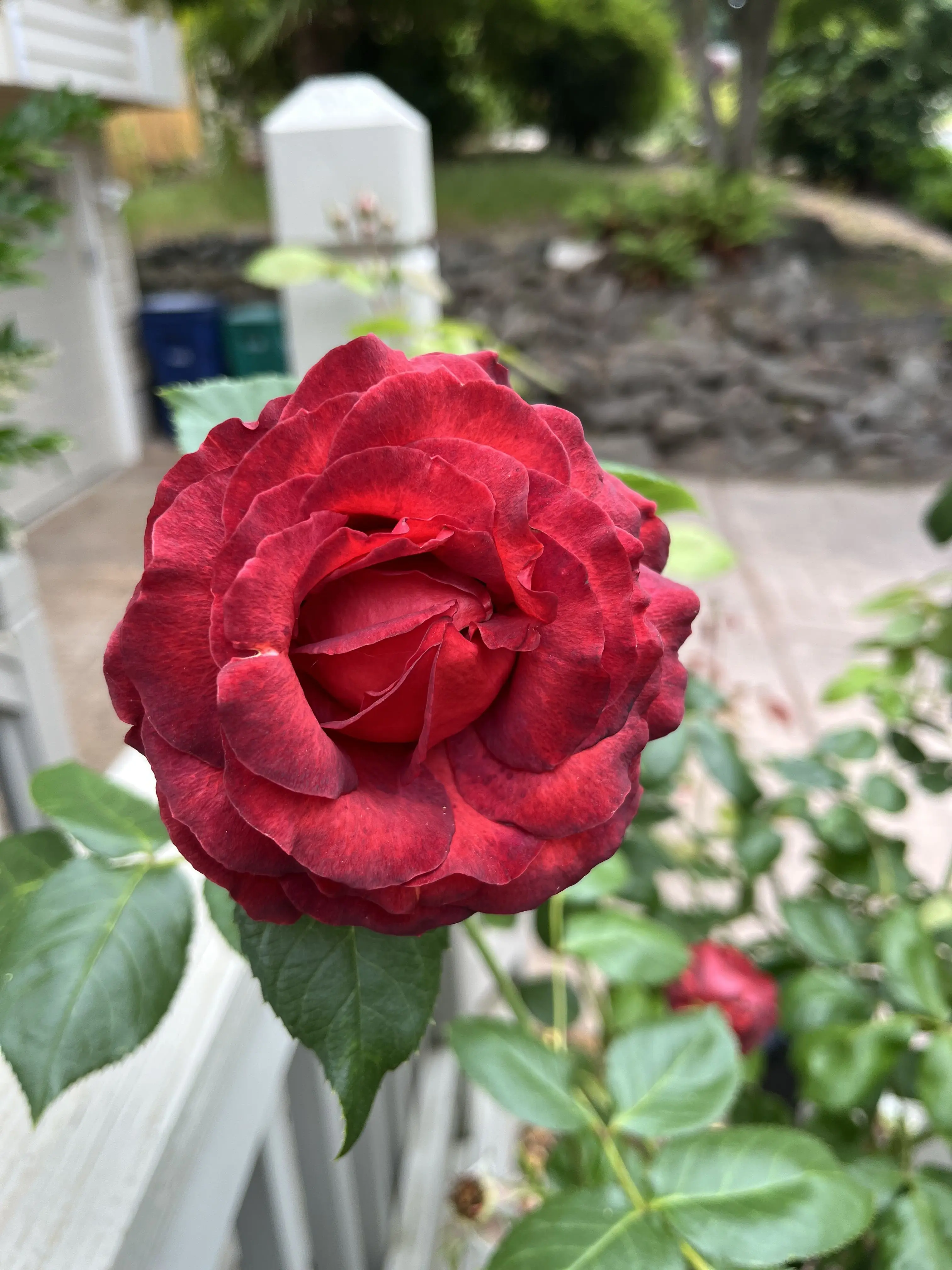 Maple_4228의 끝말잇기 (댓글 확인)