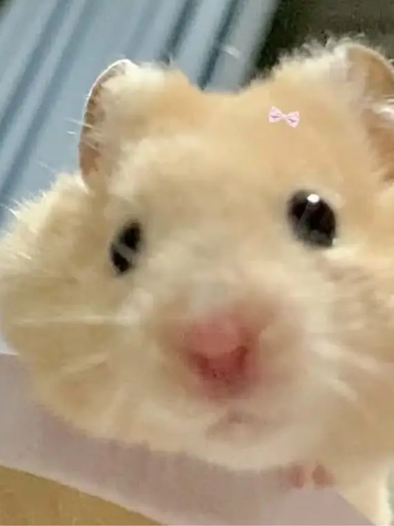 KindFire9195의 팀나빠 애들과 동거