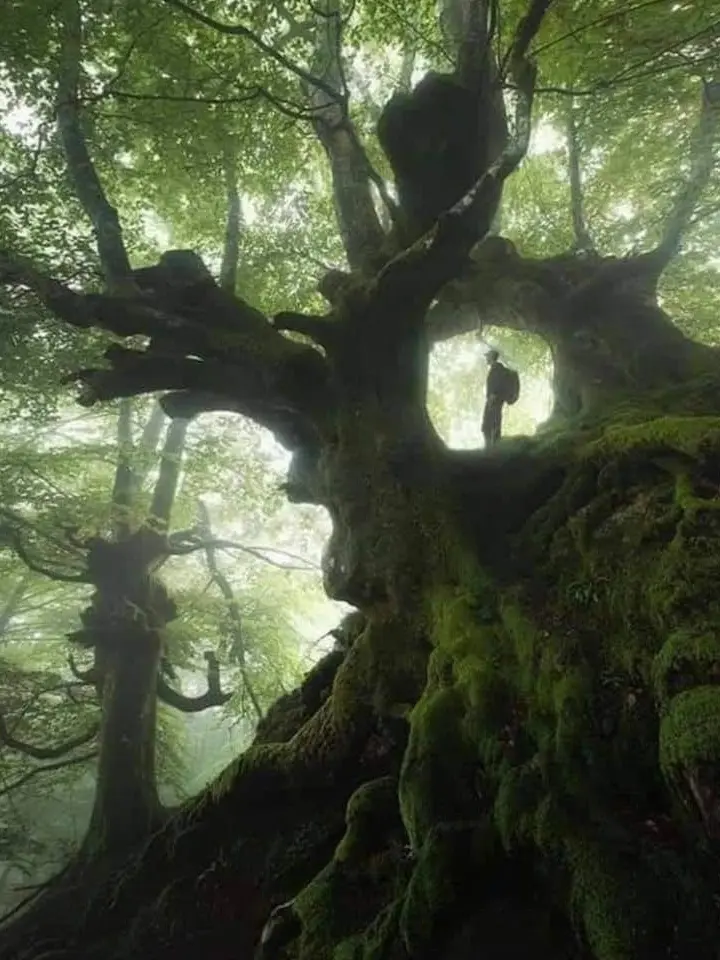 SecureBear8598의 MHA - Enchanted Forest