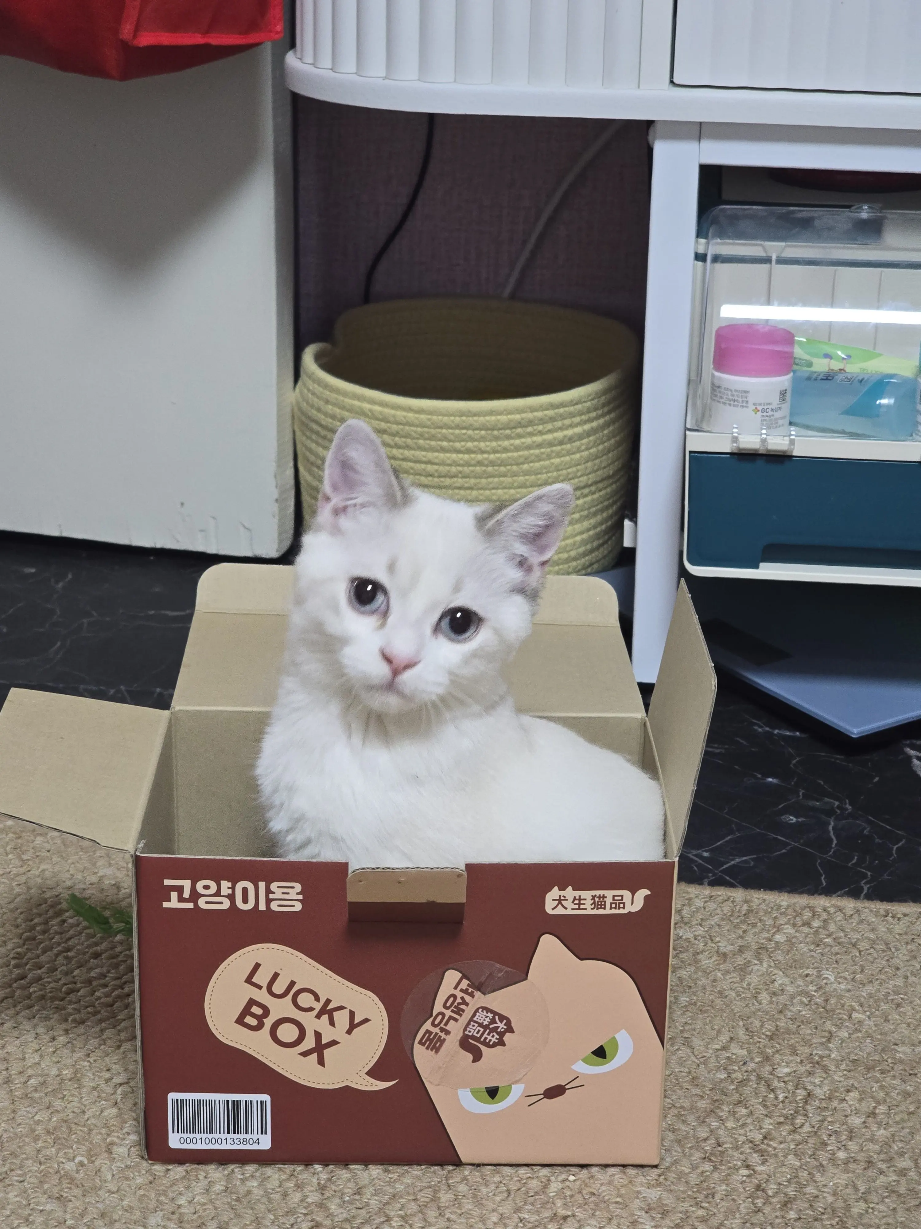 ColdShip8129의 포켓몬 남자애들