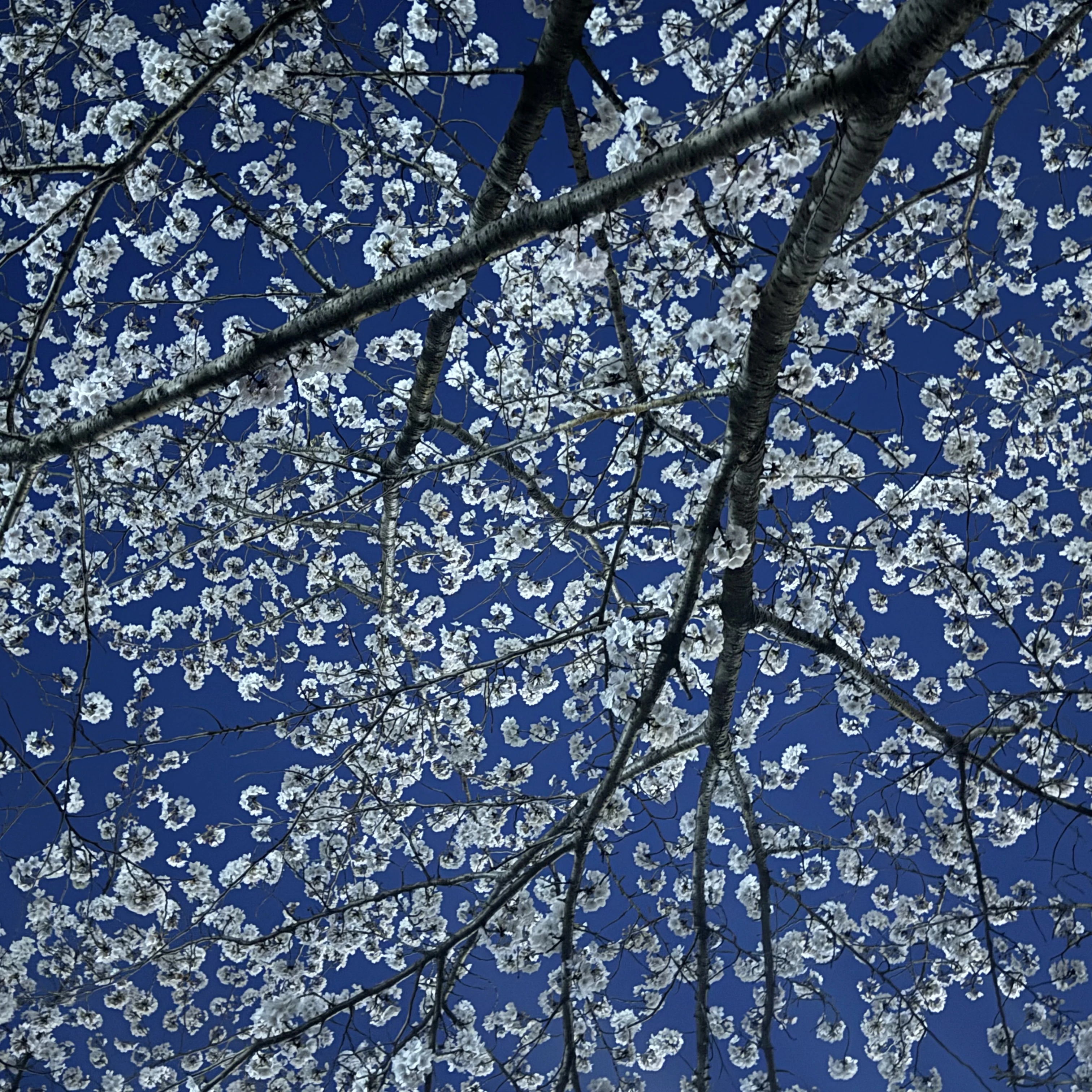잭