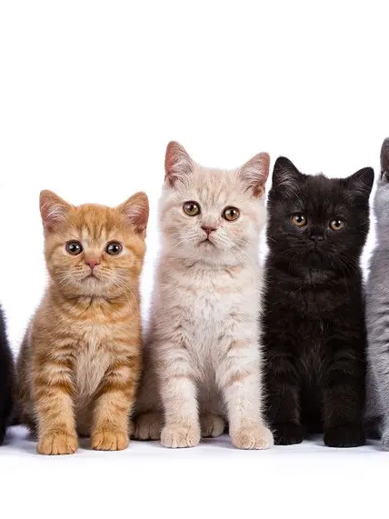 AptFrug5175의 飼い主と猫