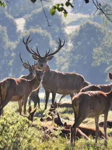 PoorSmoke0915의 Wandering Hooves a deer herd journey