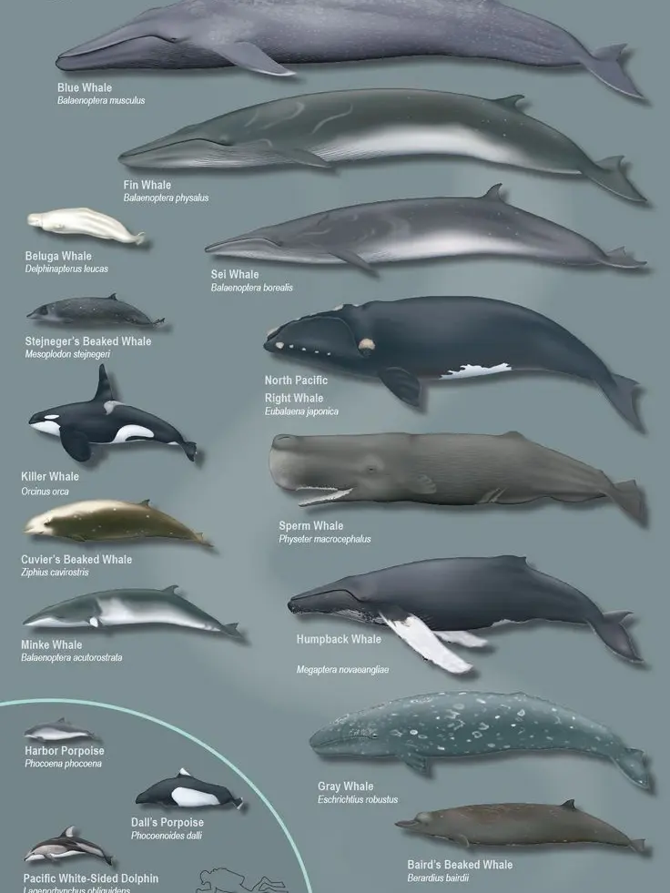 Hemi의 나의 창조물들