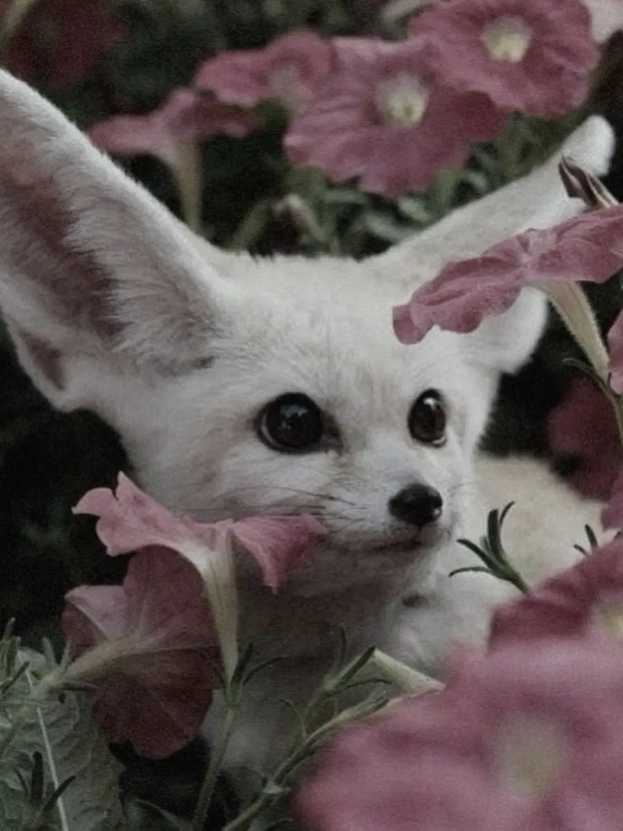 agi_n074의 あなたには年上だって思われたくて