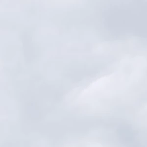조직